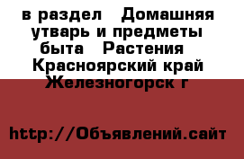  в раздел : Домашняя утварь и предметы быта » Растения . Красноярский край,Железногорск г.